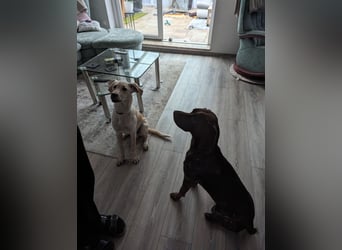 Nacho in 09618 Brand- Erbisdorf sucht sein Zuhause