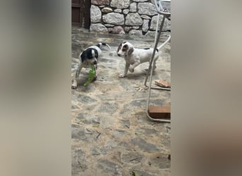 Beagle Mischlingswelpe GEORGY (Dezember 2024) sucht eine eigene Familie