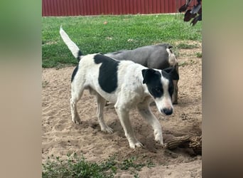 Maxi von kettenlos
