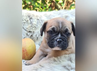 Allerliebste FROPS Kinder (Französische Bulldogge und Mops)