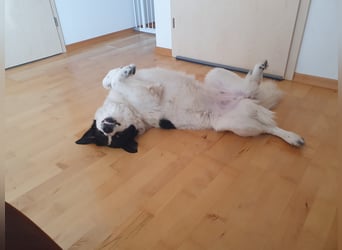 ❤️Wegen Allergie muß Marmo 1 J., kastr., 55 cm...ihre Familie verlassen!