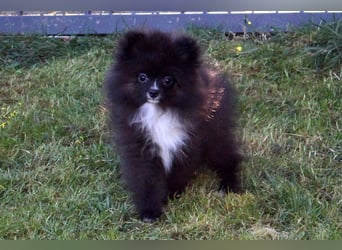 Zwergspitz Pomeranian Welpen Bärchengesichter mit Ahnentafel