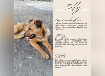TILLY - sportliche, junge Hündin sucht Familie