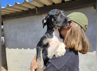 Calliope: sie hat soviel Liebe zu geben