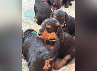Typvolle Airedale Terrier Welpen aus Leistungszucht VDH/KfT
