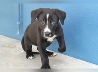 Der kleine Oreo braucht ein liebevolles Zuhause