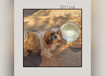 Shih Tzu Fan`s aufgepasst: hier kommt die anhängliche u. soziale Zaubermaus SHIVA!