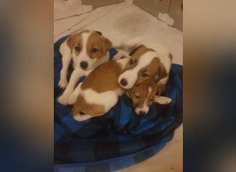 Rüde Braun Weiß Parson Russell Terrier Welpen Bild und Video neu