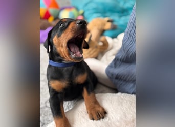 Deutsche Pinscher Welpen