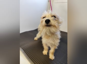 MIRCO - der lustige und verspielte kleine Mann sucht ein liebevolles Zuhause
