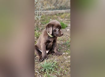 Labrador Welpen aus Körzucht
