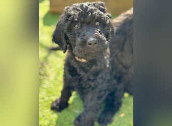 Goldendoodle F1b