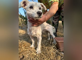 Kefir, geboren 20.04.2020, 29cm sucht sein Körbchen