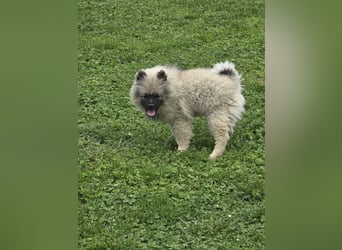 Wolfsspitz