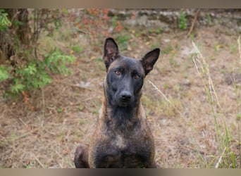 ROMINA - die hübsche Malinois-Hündin sucht ein hundeerfahrenes Zuhause!