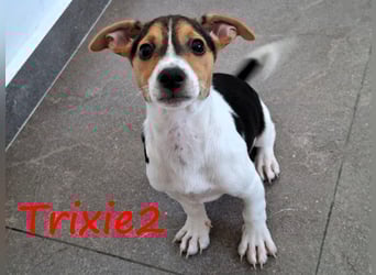 Trixie2 geb. 04/2025 (GRC) - verspielte, zuckersüße kleine Welpin!