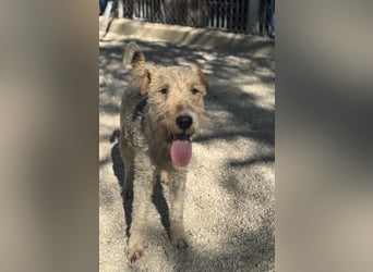 Fox, sucht seine Menschen