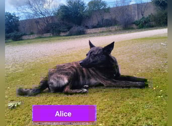 liebe Alice sucht sein kuscheliges Zuhause