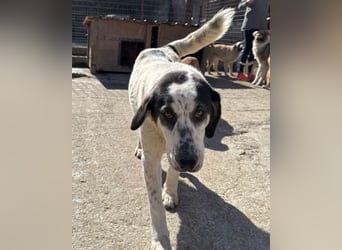 Ananda ❤️ liebe Fellfreundin fürs Leben