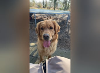 Golden Retriever dark reinrassig