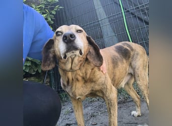 Pippo - fröhlicher Kuschelschmuser sucht lebenslange Stellung als treuer Begleiter