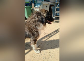 Dalila