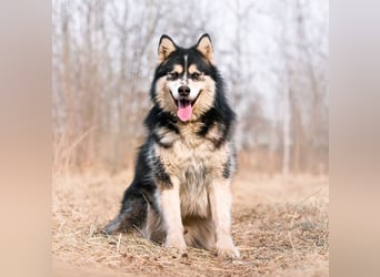 PHOENIX- sucht erfahrene Malamute Fans