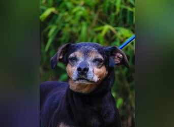 Fiona, Mix Pinscher / Chihuahua, lieb und verträglich
