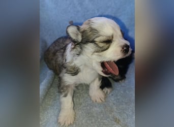 Maltipoo in zauberhaften Farben