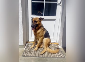 Molly sucht ein liebevolles Zuhause