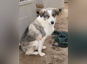 Balou, geb. ca. 05/2022, lebt in GRIECHENLAND, im städt. Tierheim Serres