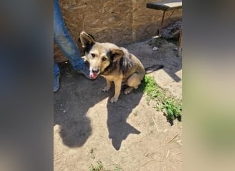 Herzliche Romy möchte endlich ankommen