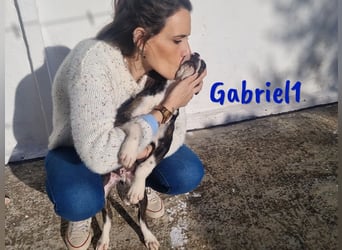 Gabriel1 10/2024 (ESP Pflegestelle) - aufgeschlossener und verspielter Bodeguero-Mix Welpe!