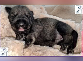 Mittelschnauzer Welpen (nicht haarend) Rüde