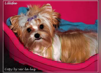 Yorkshire Terrier Welpen -verschiedene Farbgebungen u. Größen