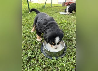 Berner Sennenhund Welpen reinrassig