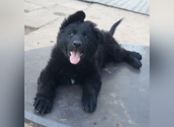 Altdeutsche Schäferhund Welpen