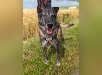 Nelson ein toller Hollandse Herder Mix