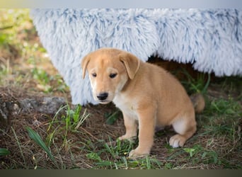 Gregor: Hundekind sucht ein Zuhause