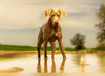 Weimaraner-Mix Welpen aus liebevoller Verpaarung – 12 kleine Wunder suchen ihr Zuhause