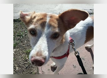 Bella (CO) sucht seine aktive Familie mit viel Humor