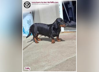 Mega liebe Sally sucht ein Zuhause