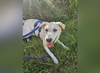 Victory: toller Familienhund