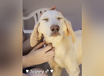 Scippy  und Kea suchen ab sofort ein Zuhause