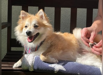 Wanda SR – Kleine Spitz-Prinzessin sucht liebevolles Zuhause