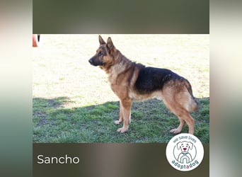 Sancho: Sucht ein erfahrenes Zuhause