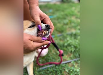 Kira PP – sensible Shiba Inu-Dame sucht einfühlsame Menschen