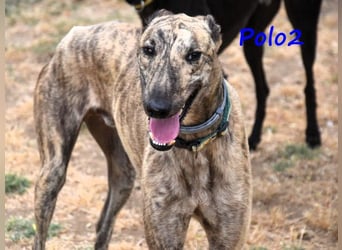 Polo2 geb. 05/2021 (ESP) - sehr lieber, freundlicher und kontaktfreudiger Galgo!