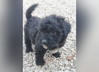 ❤️ süßes PAULI-Baby - 8 Wochen, sp. 35cm - Havaneser-Pudel