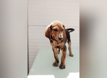Jagdhund Mix Hugo